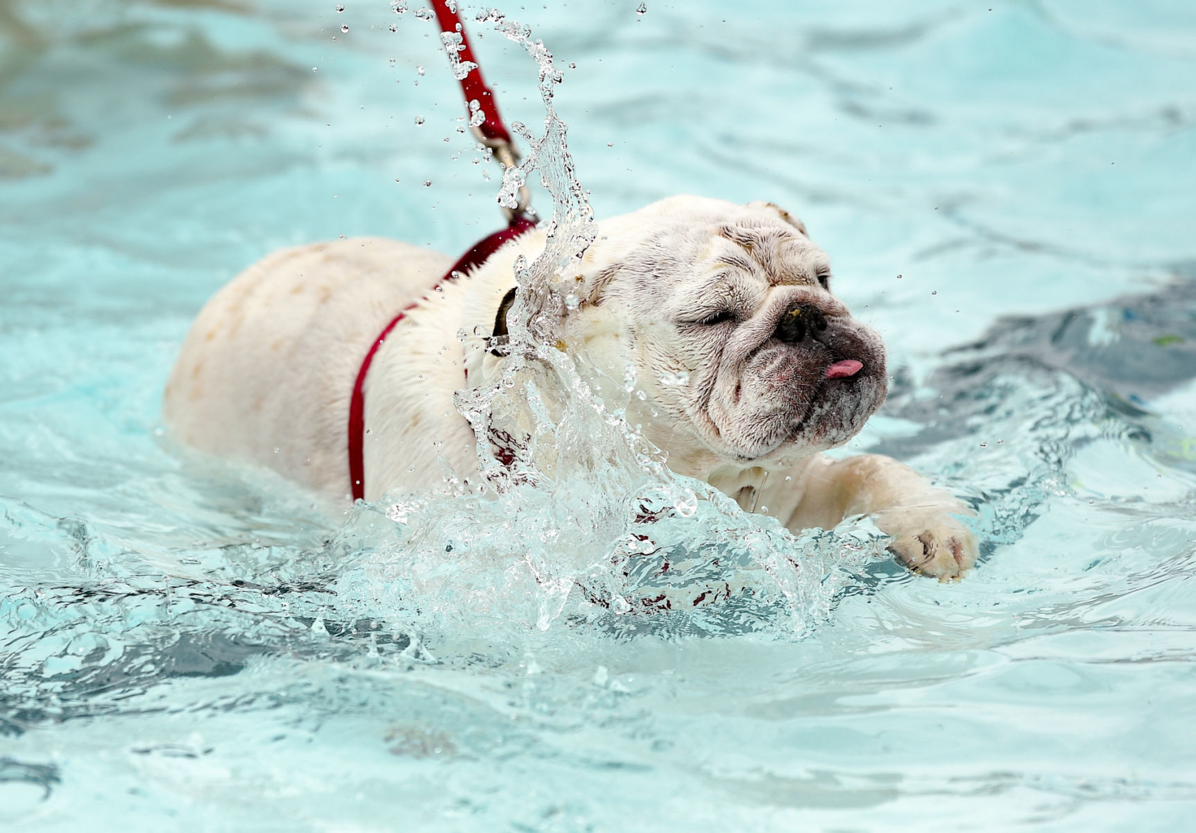 081919-mda-nws-furfriends-033a.JPG